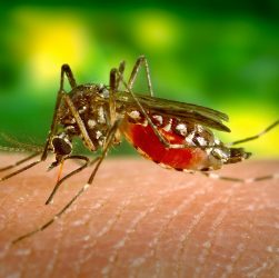 São Paulo registra 267.602 casos de dengue este ano