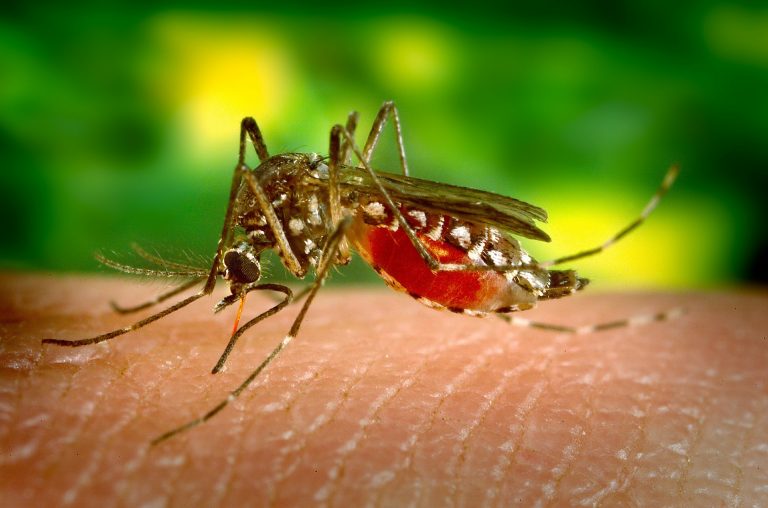 São Paulo registra 267.602 casos de dengue este ano