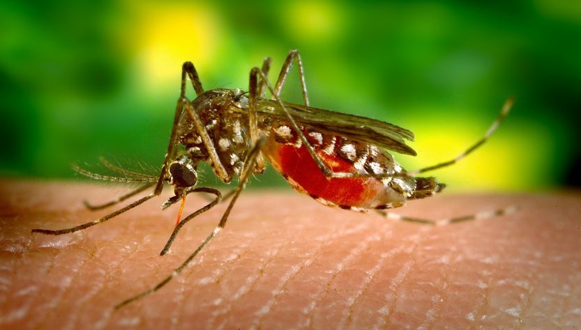 São Paulo registra 267.602 casos de dengue este ano