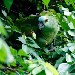 PARQUE EM FOZ DO IGUAÇU RECEBEU 123 PÁSSAROS RESGATADOS NO ÚLTIMO SEMESTRE