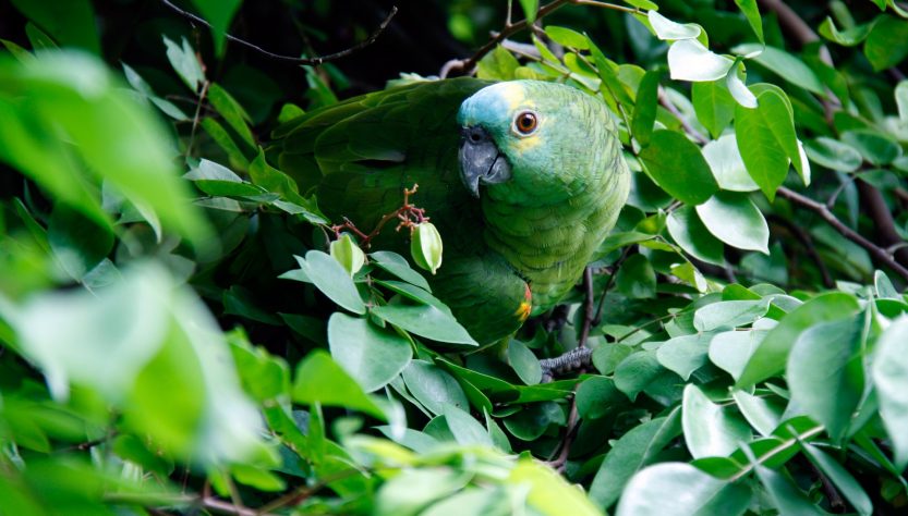 PARQUE EM FOZ DO IGUAÇU RECEBEU 123 PÁSSAROS RESGATADOS NO ÚLTIMO SEMESTRE