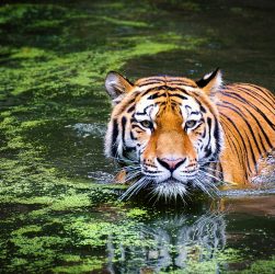 A população de tigres na Índia cresceu mais de 30% nos últimos anos
