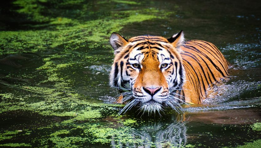 A população de tigres na Índia cresceu mais de 30% nos últimos anos