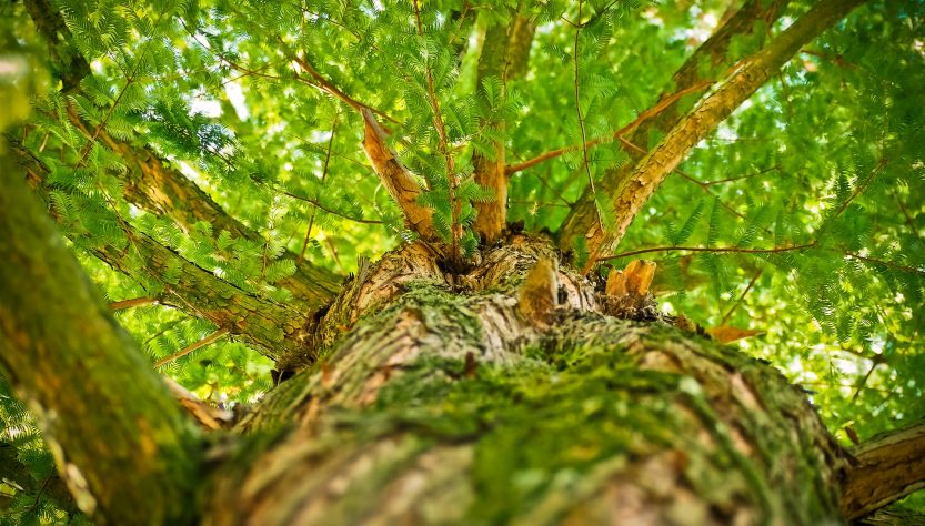 Rio de Janeiro lança plano de ação para conservação da floresta endêmica