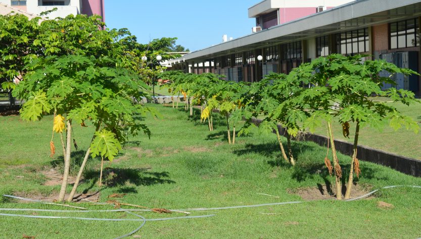 HOSPITAIS DA REGIÃO AMAZÔNICA PROMOVEM A PRESERVAÇÃO DO MEIO AMBIENTE