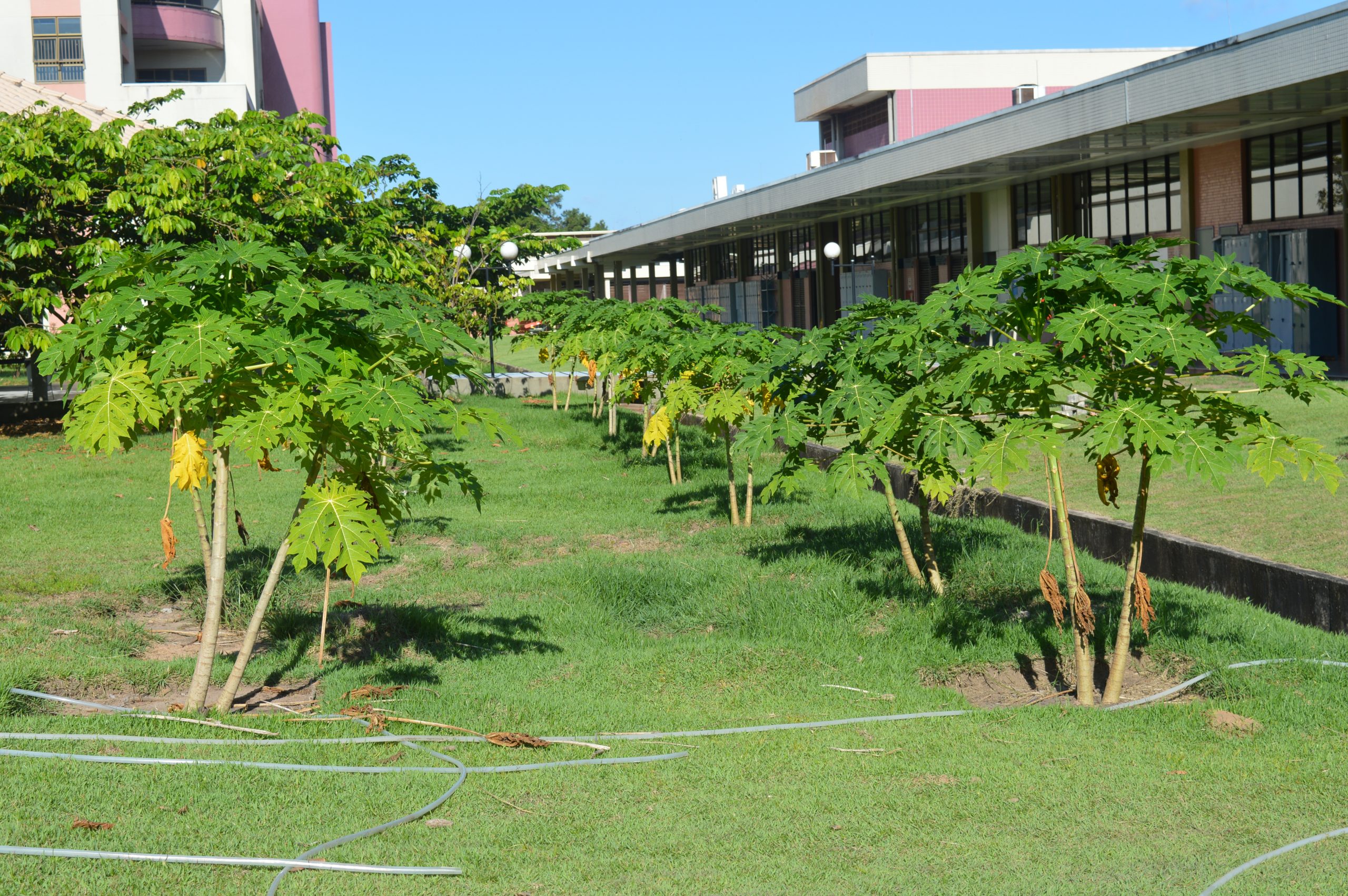 HOSPITAIS DA REGIÃO AMAZÔNICA PROMOVEM A PRESERVAÇÃO DO MEIO AMBIENTE