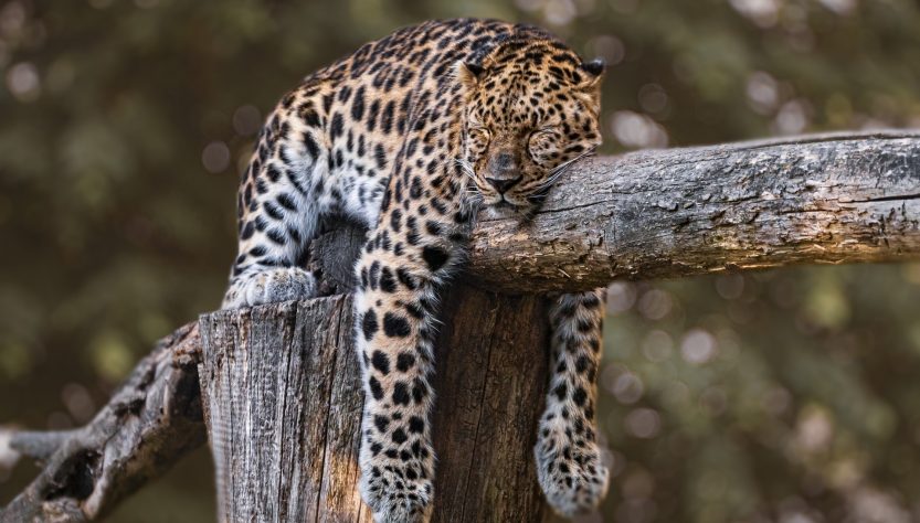 ONÇA-PINTADA É REGISTRADA EM TERRITÓRIO DA GRANDE RESERVA MATA ATLÂNTICA