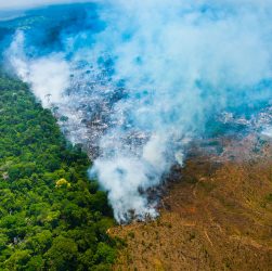 Desmatamento na Amazônia cresce em 2019