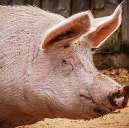 Dejetos suínos são transformados em biogás no oeste do Paraná