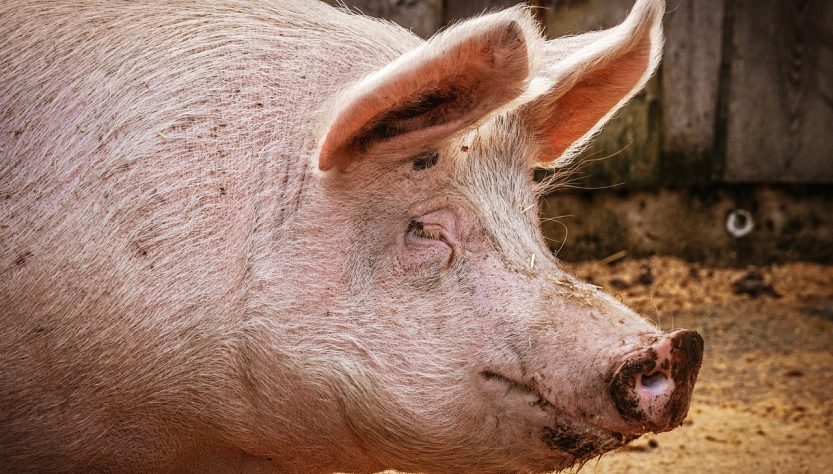 Dejetos suínos são transformados em biogás no oeste do Paraná