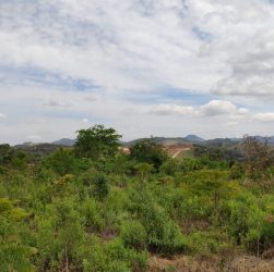 Restauração florestal em área de mineração de bauxita tem projeto premiado