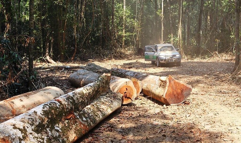 Covid-19 e o desmatamento amazônico