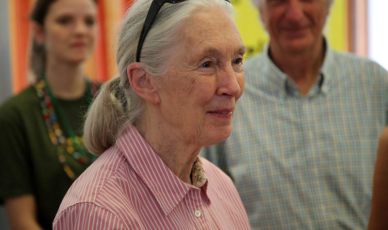 O “desprezo” pela natureza causa esta pandemia, afirma Jane Goodall