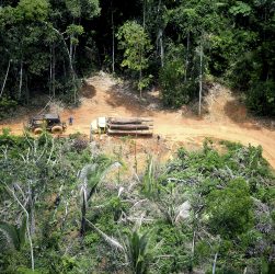 Em meio à pandemia, grileiros e invasores se aproximam de aldeia Karipuna