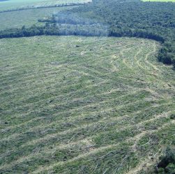 Brasil caminha para recorde de desmatamento na Amazônia