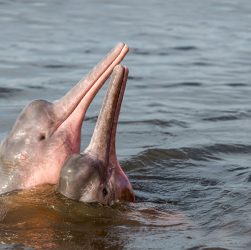 Boto, Amazon River Dolphin (Inia geoffrensis).