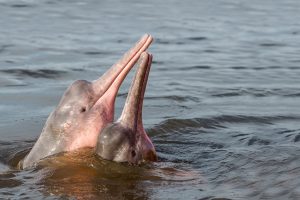 Boto, Amazon River Dolphin (Inia geoffrensis).