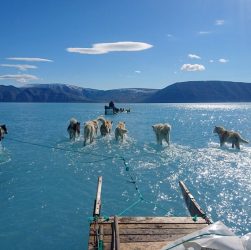 CLIMA QUENTE: Foto, de junho de 2019, mostra cachorros puxando trenó com as patas submersas na água de gelo derretido no noroeste da Groenlândia | Foto: Steffen M. Olsen/Centre for Ocean and Ice at the Danish Meteoroligical Institute via AP