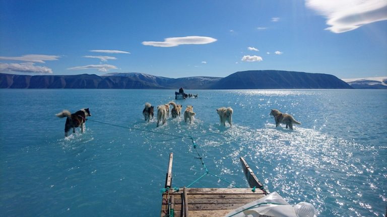 CLIMA QUENTE: Foto, de junho de 2019, mostra cachorros puxando trenó com as patas submersas na água de gelo derretido no noroeste da Groenlândia | Foto: Steffen M. Olsen/Centre for Ocean and Ice at the Danish Meteoroligical Institute via AP