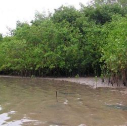 Salles aprova extinção de regras que protegem manguezais e restingas