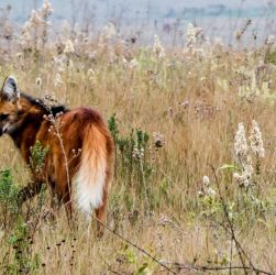 Estudo reforça importância de áreas protegidas mais restritivas para fauna nativa do Cerrado