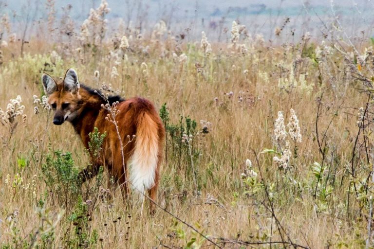 Estudo reforça importância de áreas protegidas mais restritivas para fauna nativa do Cerrado