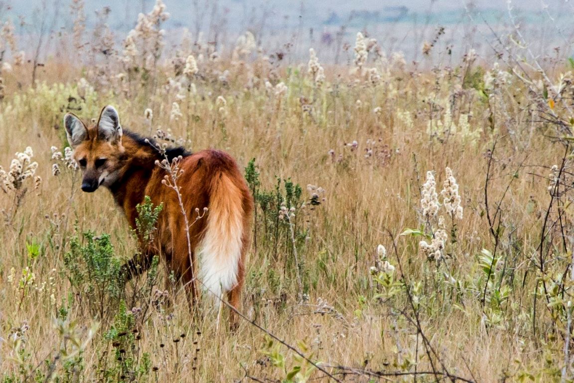 Estudo reforça importância de áreas protegidas mais restritivas para fauna nativa do Cerrado
