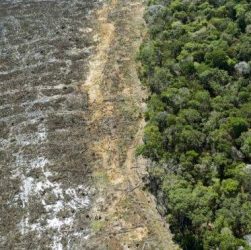 Projeto pioneiro vai pagar para produtores rurais da Amazônia não desmatarem