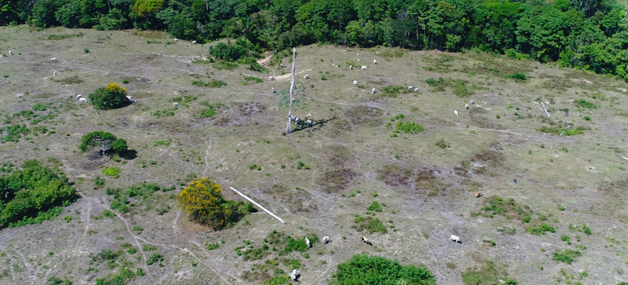 Mercy For Animals: Relatório evidencia desmatamento causado pela pecuária na Amazônia Legal brasileira