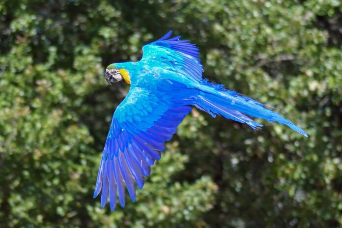 Brasil não assina compromisso global para reverter perda da biodiversidade