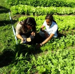 Amazônia e Cerrado receberão R$ 2 milhões para projetos da bioeconomia