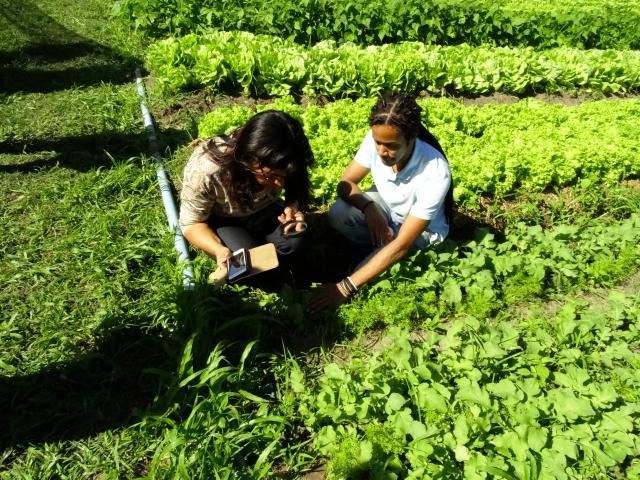 Amazônia e Cerrado receberão R$ 2 milhões para projetos da bioeconomia