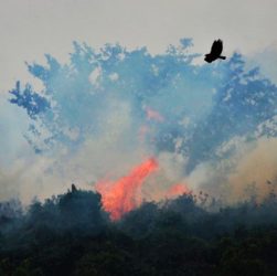 Recordes de desmatamento e queimadas marcam 2020