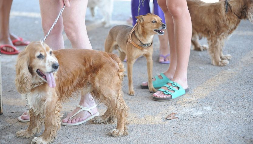 Dezembro Verde alerta sobre maus-tratos e abandono de animais Abandono pode trazer problemas de saúde públicaGeral Dezembro Verde alerta sobre maus-tratos e abandono de animais Abandono pode trazer problemas de saúde pública