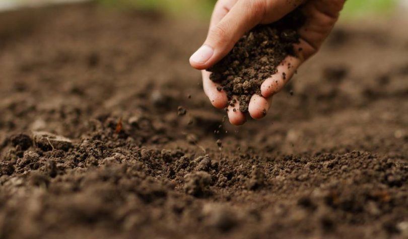 FAO lança relatório mundial sobre biodiversidade do solo