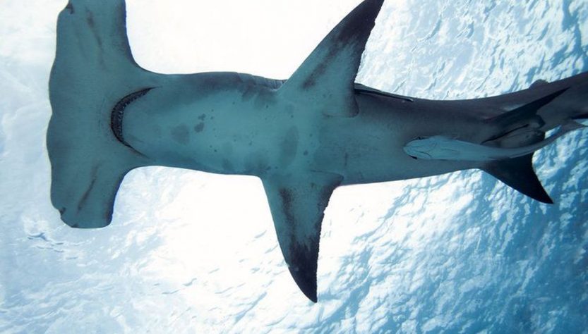 Tubarão-martelo é avistado no litoral da Paraíba