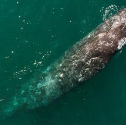 A presença desta espécie de baleia nestas águas e muito pouco frequente, já que sua população vive, em sua grande maioria, na Baixa Califórnia durante o inverno e no Alasca durante o verão.