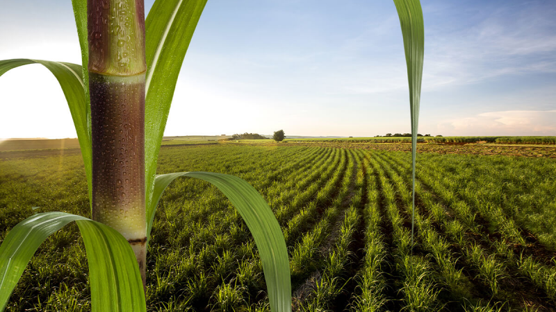 Startup brasileira começa a testar em campo, no segundo semestre de 2021, a primeira variedade de cana resistente a herbicidas, insetos e tolerante à seca do mundo.