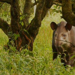 Descoberta dos gêmeos de anta foi feita em reserva de São Miguel Arcanjo (SP)