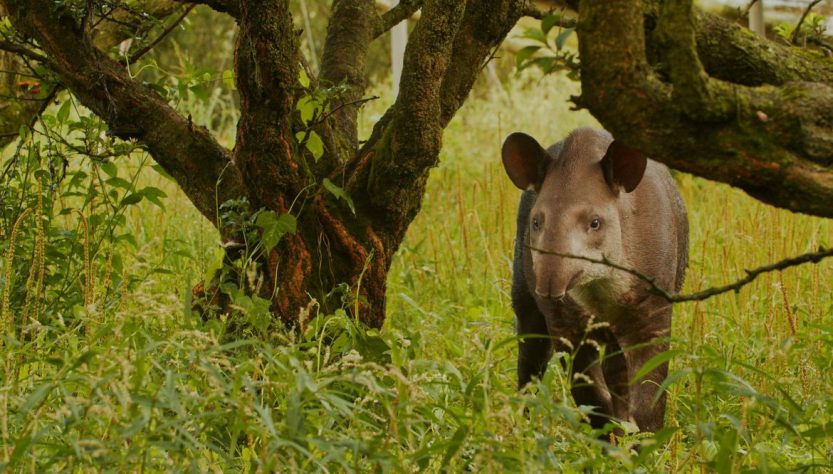 Descoberta dos gêmeos de anta foi feita em reserva de São Miguel Arcanjo (SP)