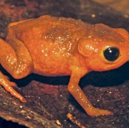 A espécie foi encontrada no trecho paulista da Serra do Mar, o entorno de uma das maiores regiões metropolitanas do mundo. “[Isso] mostra o quanto a gente ainda tem a descobrir a respeito da nossa biodiversidade, mesmo com o avanço das cidades, mesmo com as dificuldades todas de conservar, de proteger a biodiversidade, a gente ainda tem boas surpresas”, apontou o biólogo Leo Malagoli, gestor de Unidades de Conservação da Fundação Florestal de São Paulo e co-autor do estudo.