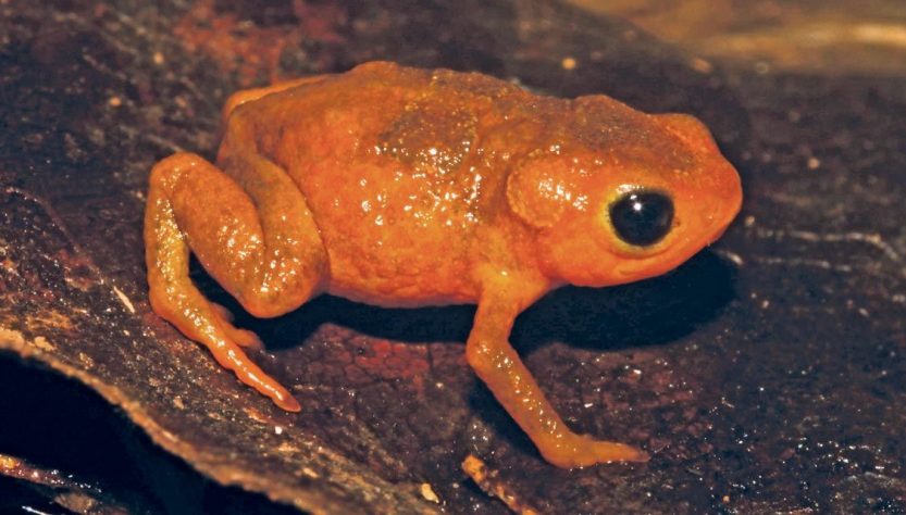 A espécie foi encontrada no trecho paulista da Serra do Mar, o entorno de uma das maiores regiões metropolitanas do mundo. “[Isso] mostra o quanto a gente ainda tem a descobrir a respeito da nossa biodiversidade, mesmo com o avanço das cidades, mesmo com as dificuldades todas de conservar, de proteger a biodiversidade, a gente ainda tem boas surpresas”, apontou o biólogo Leo Malagoli, gestor de Unidades de Conservação da Fundação Florestal de São Paulo e co-autor do estudo.