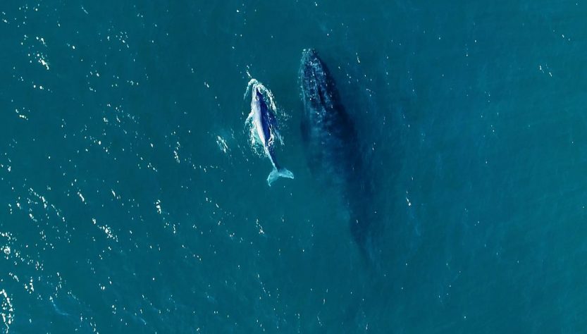 Ao longo do período são avistadas baleias Franca e Jubarte