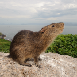 Afastada a cerca de 10 quilômetros da costa, uma pequena ilha do Arquipélago de Moleques do Sul (SC) receberá monitoramento remoto, por meio de um sistema de câmeras com transmissão em tempo real, para contribuir com a preservação de uma das espécies de preá mais rara e ameaçada do planeta: o preá-de-moleques-do-sul (Cavia intermedia).