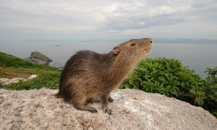 Afastada a cerca de 10 quilômetros da costa, uma pequena ilha do Arquipélago de Moleques do Sul (SC) receberá monitoramento remoto, por meio de um sistema de câmeras com transmissão em tempo real, para contribuir com a preservação de uma das espécies de preá mais rara e ameaçada do planeta: o preá-de-moleques-do-sul (Cavia intermedia).