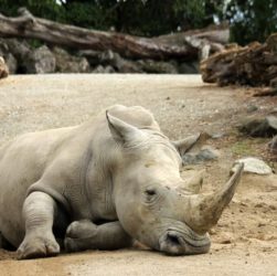 Sempre que um animal tem que ser "colocado para dormir” ou morre inesperadamente, os veterinários do zoológico levam alguns tecidos para o banco.