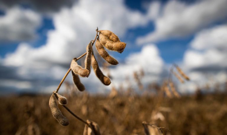 O Instituto de Pesquisa Econômica Aplicada (Ipea) divulgou hoje (21) a revisão da projeção do valor adicionado (VA) do setor agropecuário de 2022, que passou de crescimento de 1% em março para estabilidade, ou seja, crescimento nulo no ano.