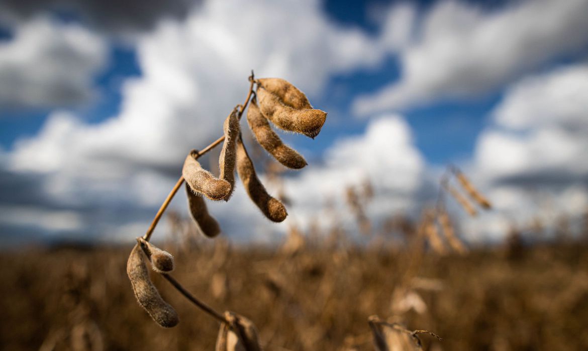 O Instituto de Pesquisa Econômica Aplicada (Ipea) divulgou hoje (21) a revisão da projeção do valor adicionado (VA) do setor agropecuário de 2022, que passou de crescimento de 1% em março para estabilidade, ou seja, crescimento nulo no ano.