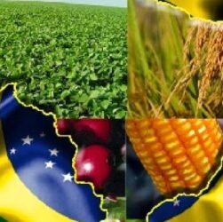 O papel do agronegócio brasileiro na agenda ESG