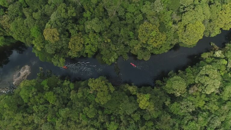 Câmeras trap flagram jaguatirica com presa